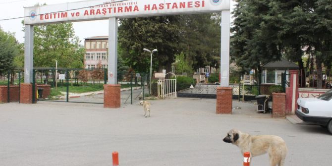 Vatandaşlardan Sokak Köpeklerine Tepki