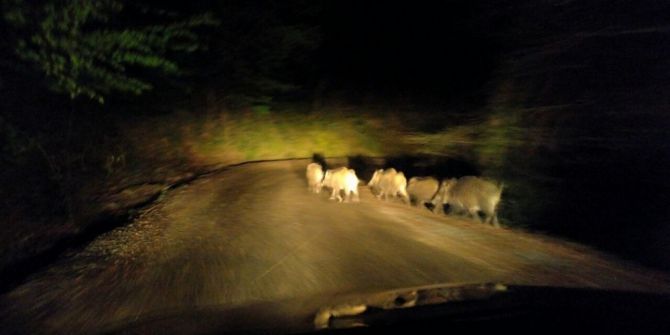 Aç Kalan Domuzlar Yerleşim Yerlerine İndi