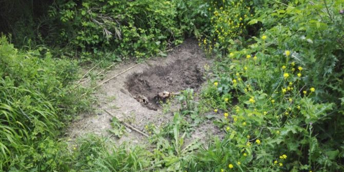 Ormanda Bulunan Cesedin Yarısını Hayvanlar Yemiş