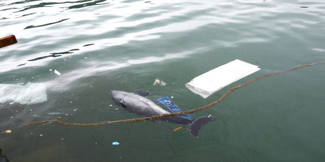 Yolunu Şaşıran Yunuslar Limanda Kurtarılmayı Bekliyor