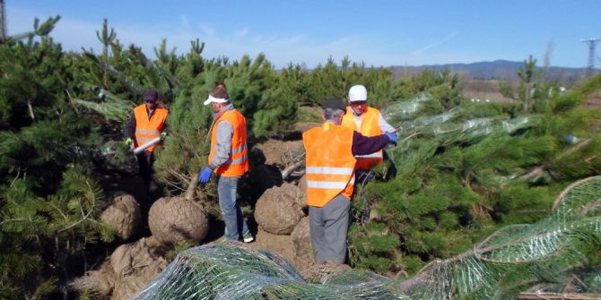 Türkiye’den Azerbaycan’a Fidan İhraç Edilecek
