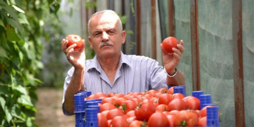 Deregümü Domatesi İhracat Yolunda