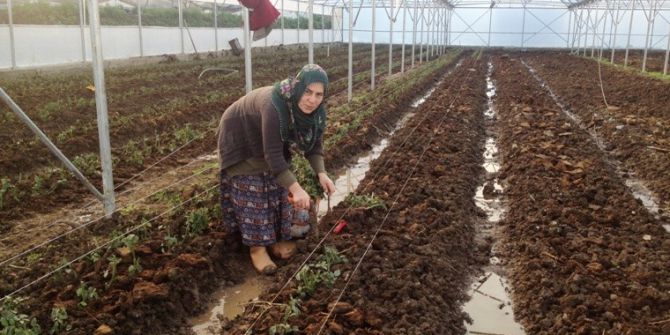 Samsun’da Genç Çiftçi Desteği Alanlardan Yüzde 76’sı Kadın
