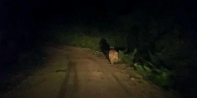 Ayı, Köy Yolunda Önüne Çıkan Aracı Taşladı