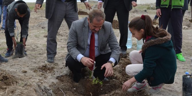 Adilcevaz’da 150 Aşılı Ceviz Fidanı Toprakla Buluştu