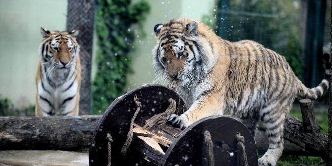 Kaplanların Oyuncakları Dev Makaralar Ve Balonlar