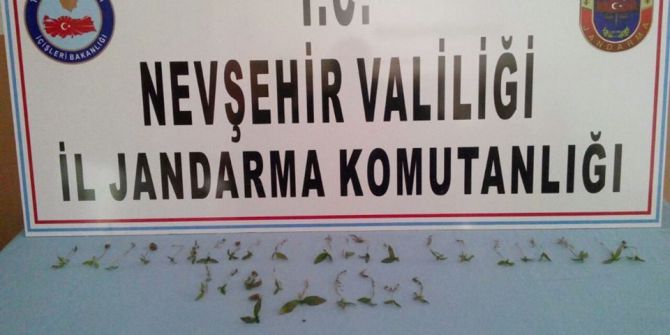 Avanos’ta 32 Kök Kenevir Ele Geçirildi