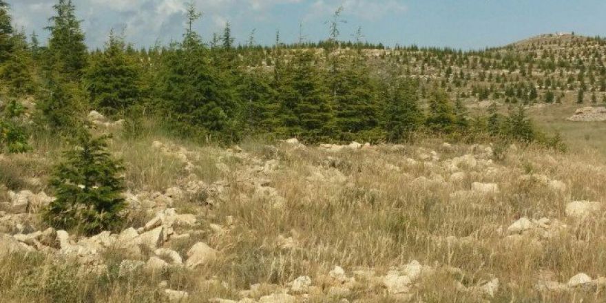 Mersin’de Ağaçlandırma Ve Erozyonla Mücadele Çalışmaları Sürüyor