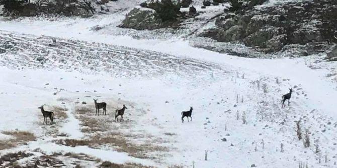 Yiyecek Arayan Karacalar Köye İndi