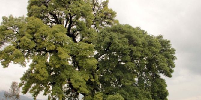 300 Yıllık Anıt Ağaç İçin Kanalizasyon Hattının Güzergahı Değiştirildi, Yüksek Gerilim Hattı Toprak Altına Alındı