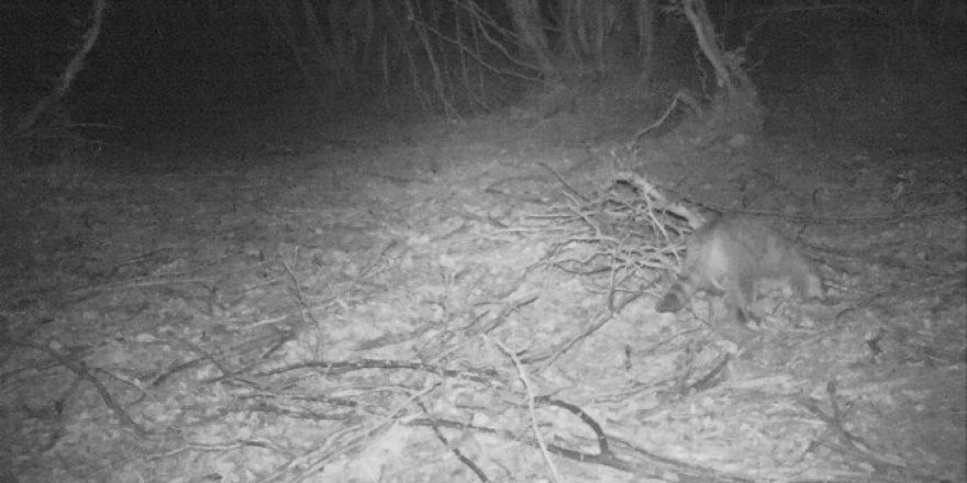 Yalova’da Fotokapanla Yaban Kedisi Görüntülendi