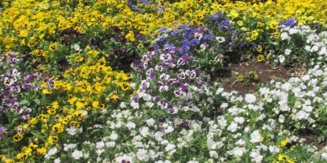 Erken Baharla Birlikte Açan Çiçekler Rengarenk Görüntülere Neden Oluyor