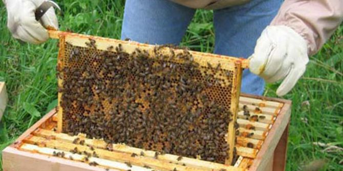 Arıcılık Kursu 4. Kez Açıldı