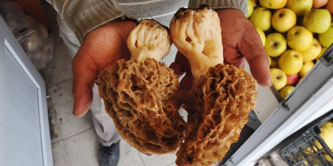 Bu Mantarın Kilosu 150 Tl