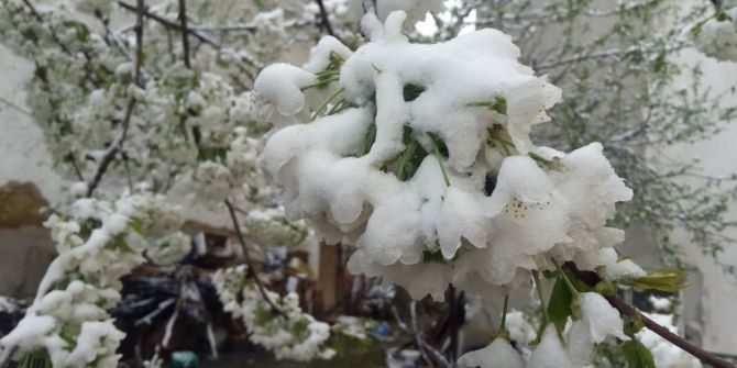 Çiçek Üzerine Kar