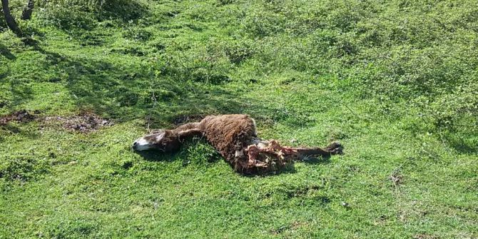 Kastamonu’da Ayının Saldırdığı Eşek Telef Oldu
