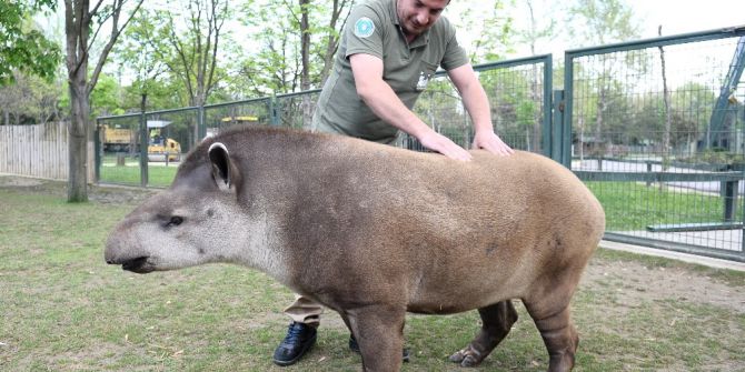 Masaj Salonu Değil Hayvanat Bahçesi