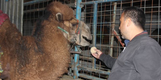Güreş Sezonunu Tamamlayan Develer Bakıma Alındı