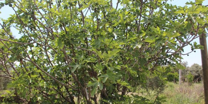 İlekler İncir Üreticisini Umutlandırdı