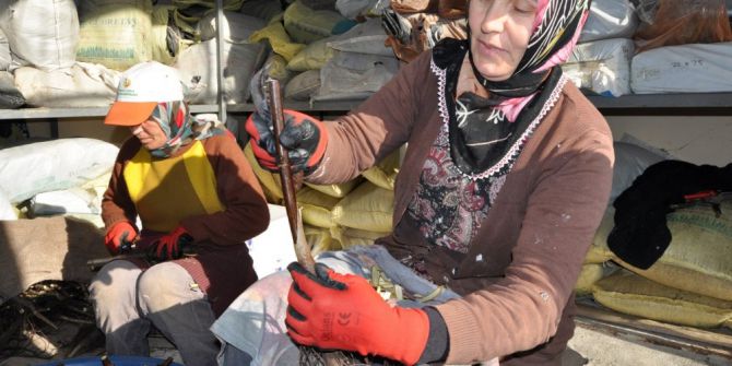 Bafra’da Aşılı Ceviz Üretim Hedefi Aşıldı