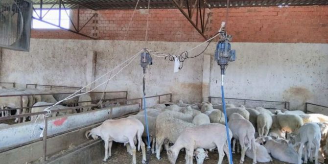 Koyun Kuaföründen Koyunlara Bahar Makyajı