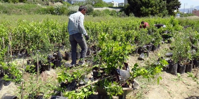 Türkiye’nin Fidan İhtiyacı Fidanlı’dan Karşılanıyor