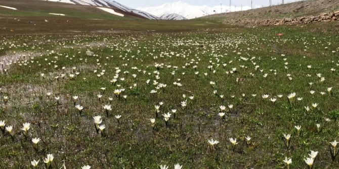 Van’da Kardelenler Çiçek Açtı
