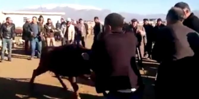 İnek, Hayvan Pazarını Arenaya Çevirdi