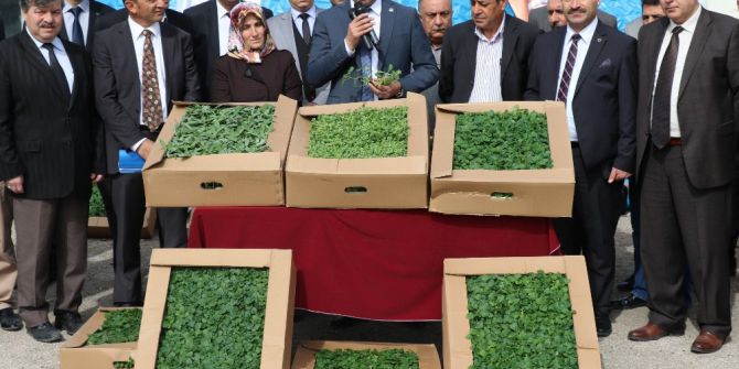 Elazığ’da Çiftçilere Çeşitli Bitkiler Dağıtıldı