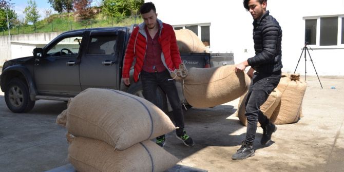 Tmo Fındık Alımına Başladı