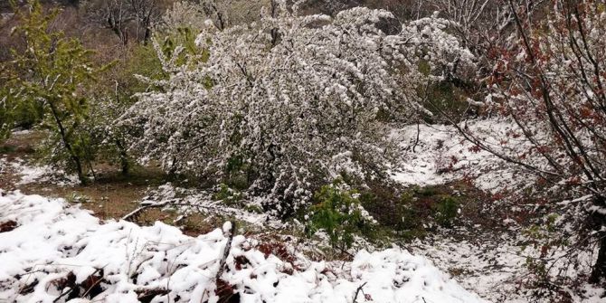 Aydın’da Kar İle Bahar Bir Arada