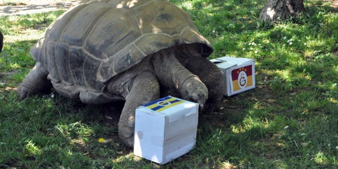 97 Yaşındaki Kaplumbağanın Derbi Tahmini Tuttu