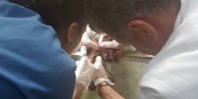 Yaralı Köpeğe 2,5 Saatlik Operasyon