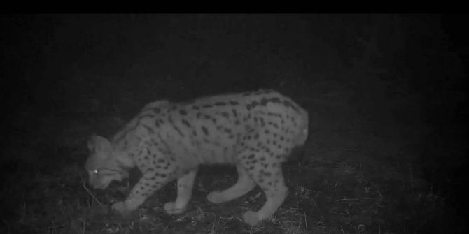 Ordu’da Vaşak Görüntülendi