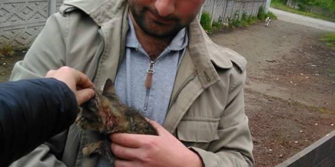 Pitbull Kediye Saldırdı