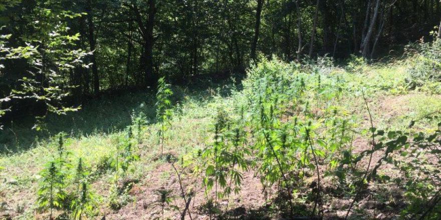 Devrek’te Jandarma Ekipleri 100 Kök Hint Keneviri Ele Geçirdi