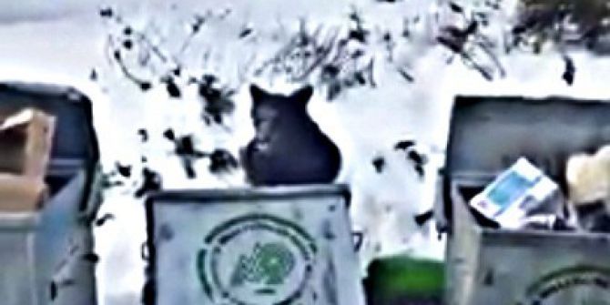 Uludağ’da Aç Kalan Ayı Çöpte Yiyecek Aradı