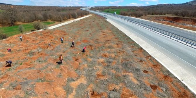 Kütahya Orman Bölge Müdürlüğünün Yol Güzergahı Ağaçlandırma Çalışmaları