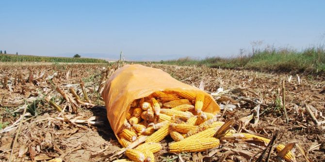 Mısır Ve Hububat Desteğinde Fark Ödemesi Başvurusu İçin Son Gün 28 Nisan