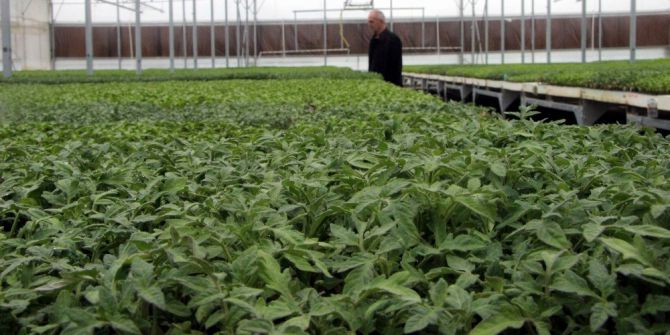 Domates Fiyatlarını Artıran Sebep Ortaya Çıktı