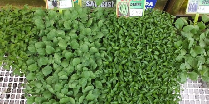 Burhaniye’de Sebze Fidesi Satışına Büyük Talep