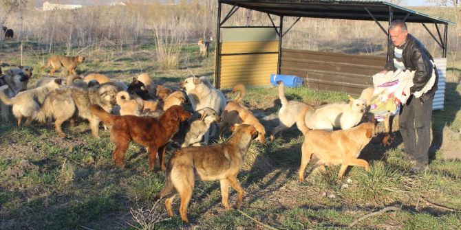 3 Bin Sokak Köpeğine Bakıyor