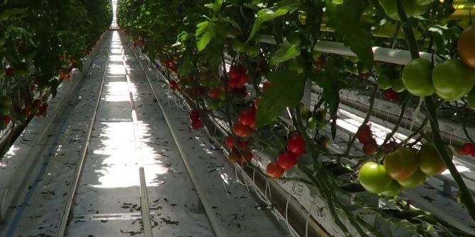 Domates Fiyatlarında Yaşanan Fiyat Artışı