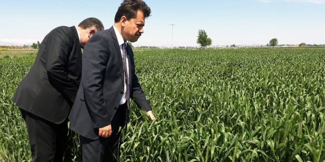 Türkiye’nin En Büyük Tarım Cezaevinde İlk Başaklar Boy Verdi