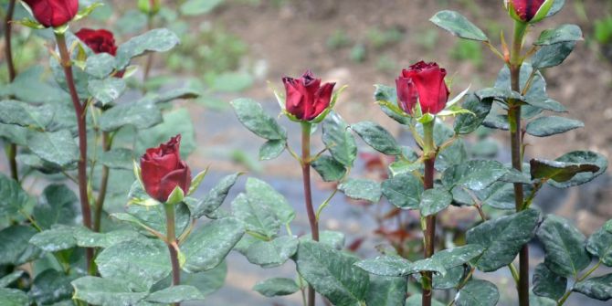 Kesme Çiçekler ‘Anneler’ İçin Kesiliyor