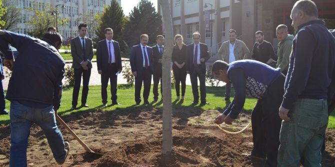 Gaün 500 Çınar Fidanı