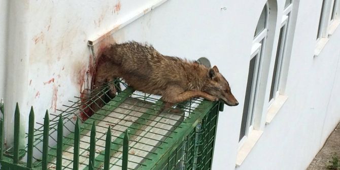 Köpeklerden Kaçan Çakal Cami Klimasının Korkuluğuna Sıkıştı