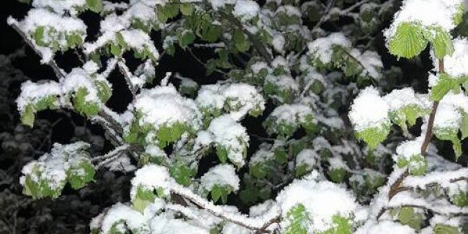 Nisan Karı Üreticiyi Tedirgin Etti