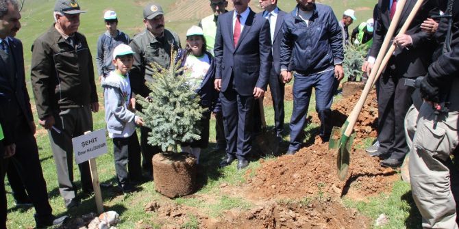 Muş’ta ‘15 Temmuz Hatıra Ormanı’ Oluşturuldu