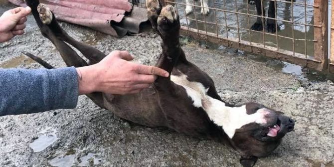 Köpek Barınağına Konulan Pitbull Ölü Bulundu